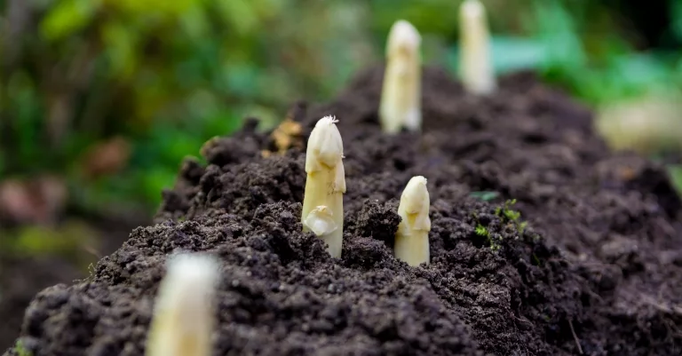 White Asparagus (Spargel in Germany) is grown underground 